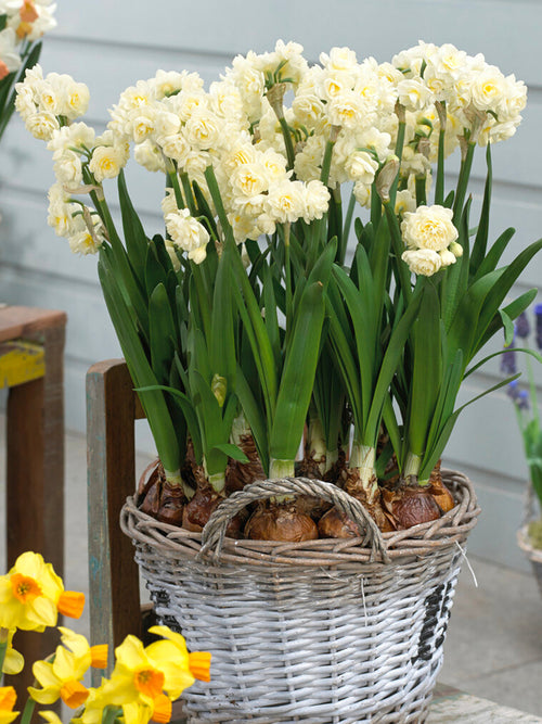 Narcis Erlicheer