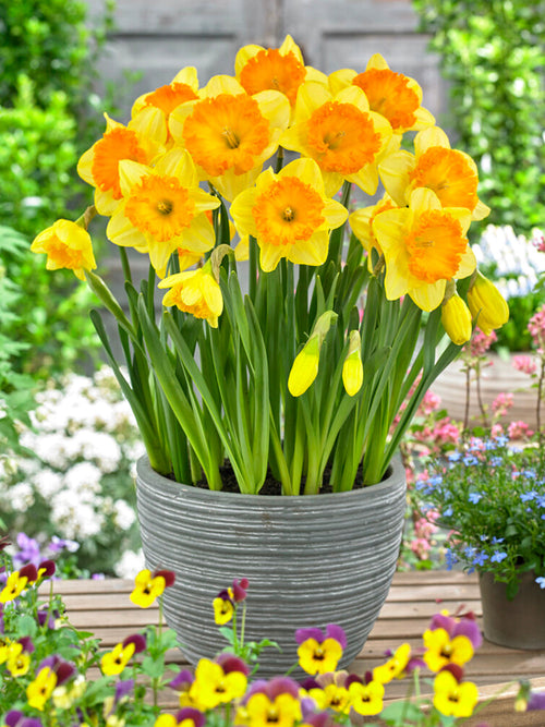 Kopen Narcis Ferris Wheel
