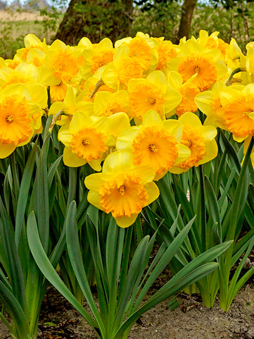 Narcissus Ferris Wheel Bollen