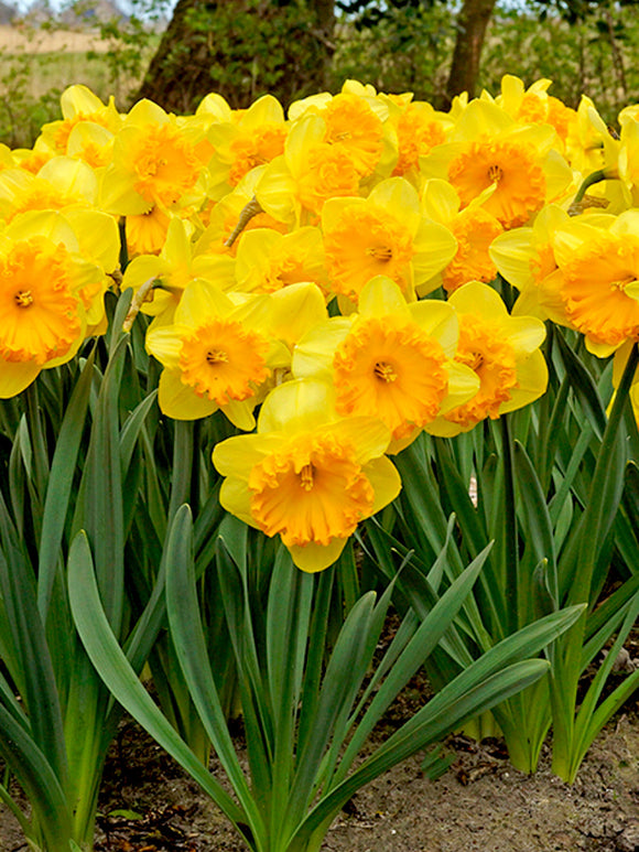 Narcissus Ferris Wheel Bollen