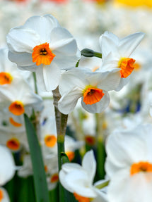 Narcis Geranium