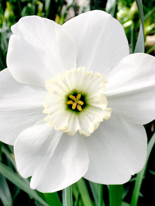 Narcis Green Eyes