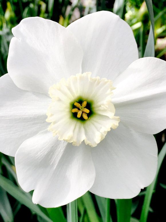 Narcis Green Eyes