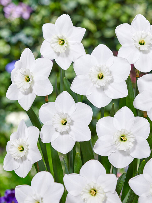 Narcis Green Eyes