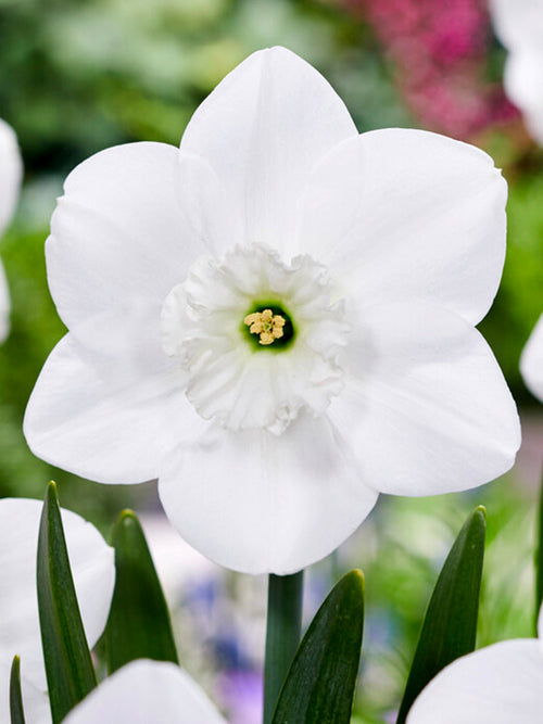 Kopen Narcis Green Eyes