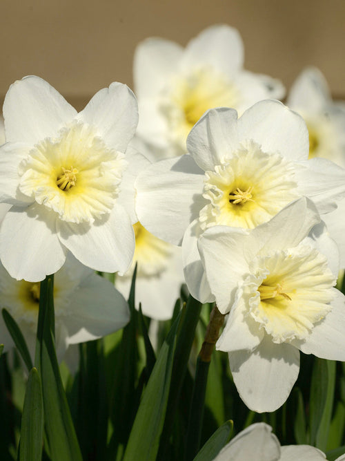 Kopen Narcis Ice Follies