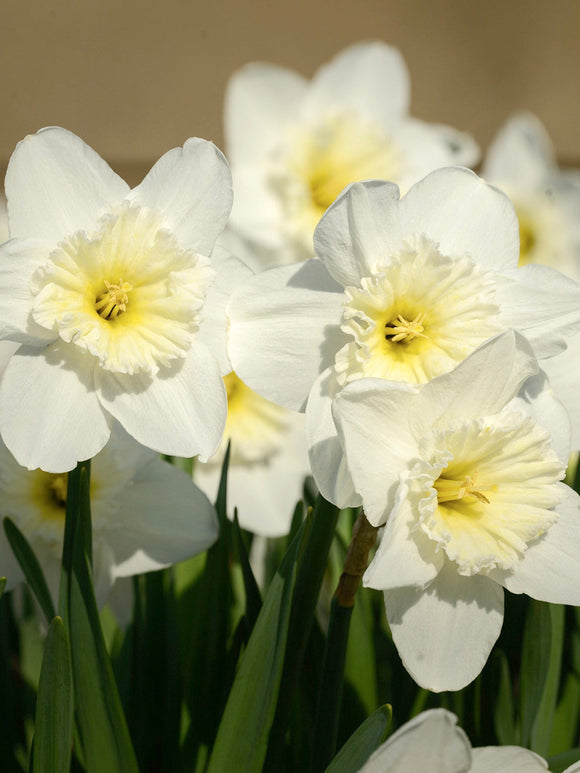 Kopen Narcis Ice Follies
