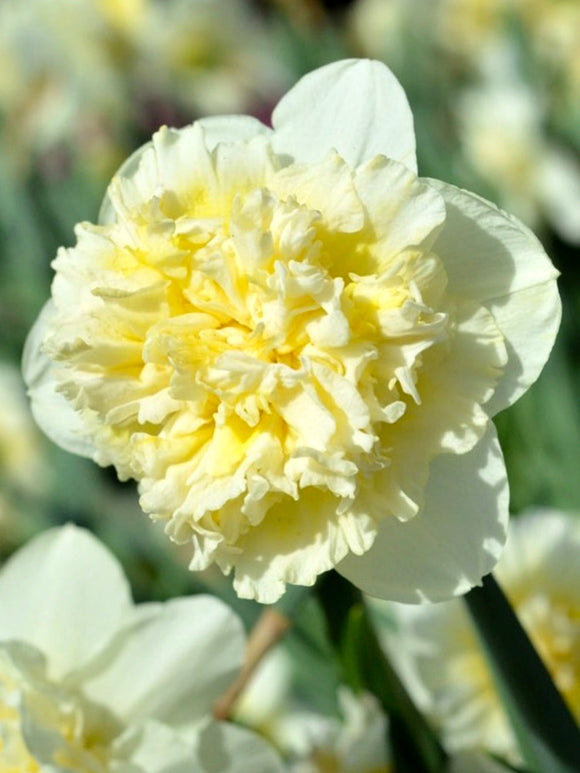 Narcissen Bol Ice King