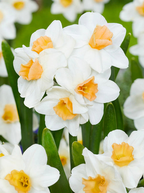 Narcis Kapiti Peach
