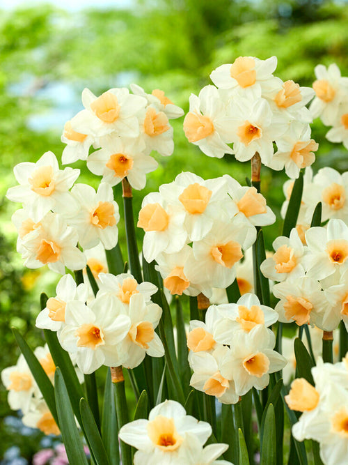 Narcis Kapiti Peach - DutchGrown