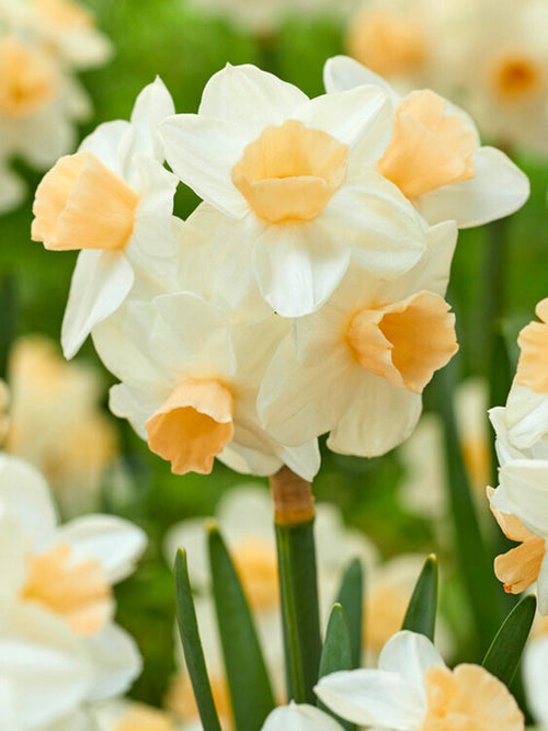 Narcis Kapiti Peach