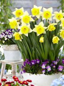 Narcis Las Vegas
