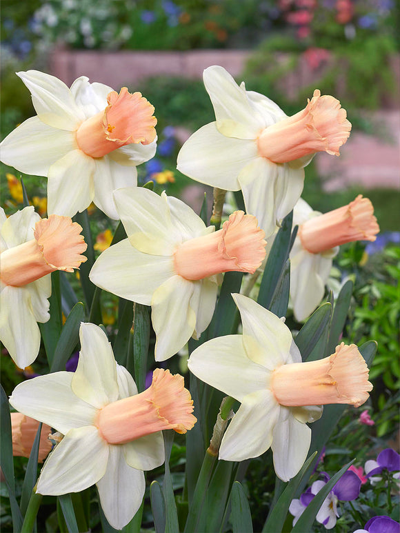 Narcis Llanfair