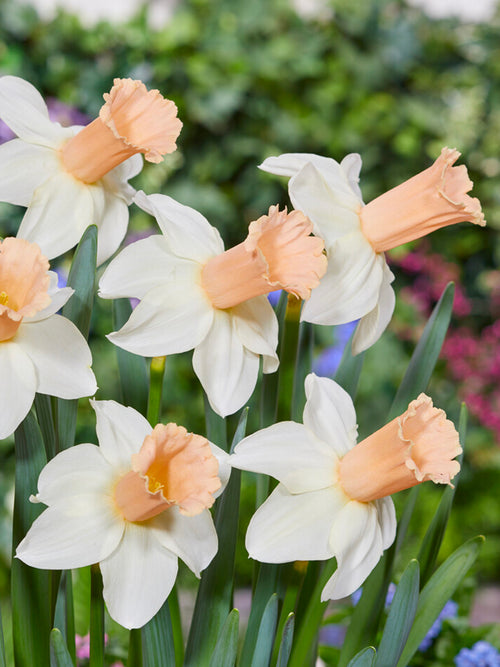 Narcis Llanfair