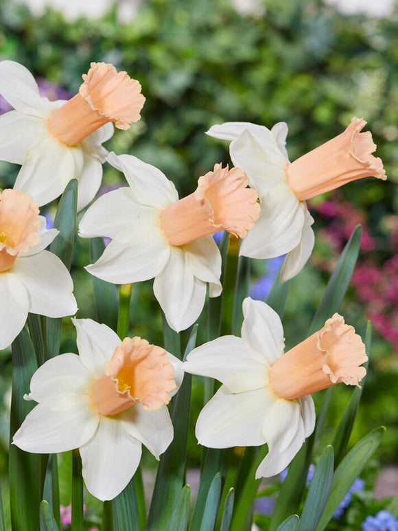 Narcis Llanfair
