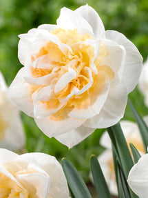 Narcis Peach Prince