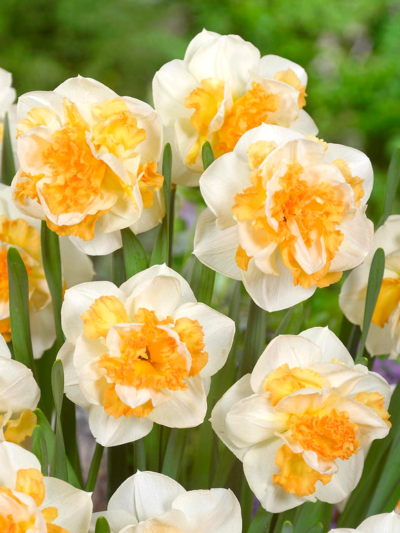 Narcis Peach Prince