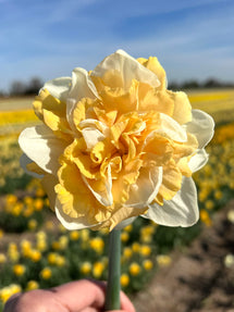 Narcis Peach Prince