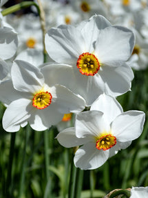 Narcis Pheasant's Eye