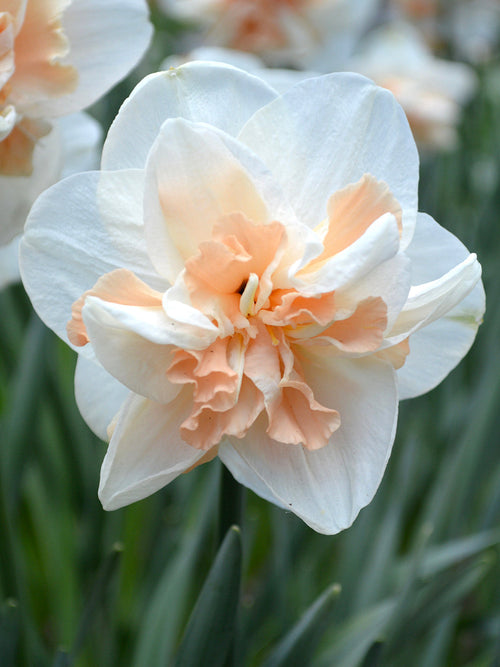 Narcissus Pink Champagne