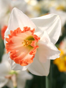 Narcis Pink Charm