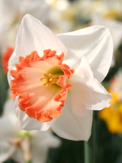 Narcis Pink Charm