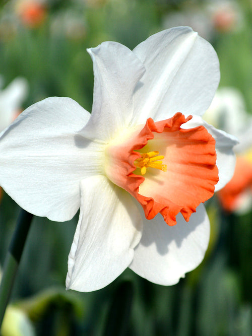 Roze en Whit Narcis