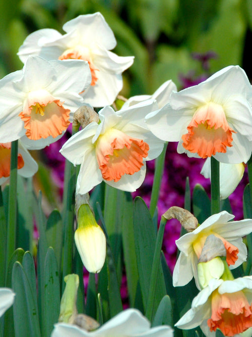 Narcis Bol Pink Charm