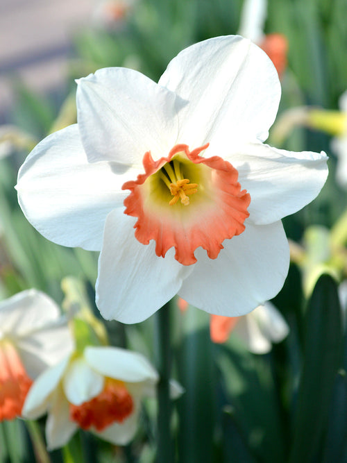 Pink Charm Narcis Bol