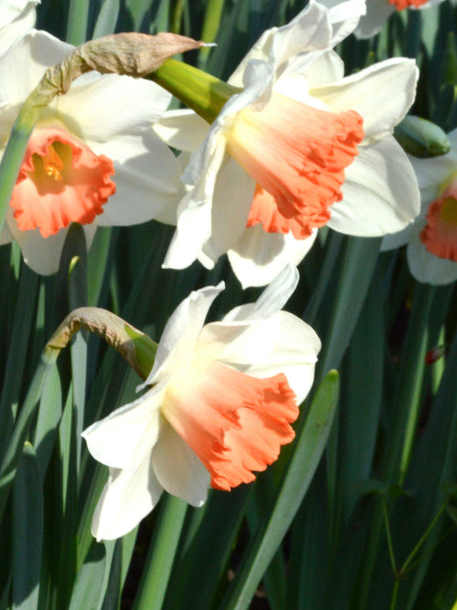 Narcis Pink Charm
