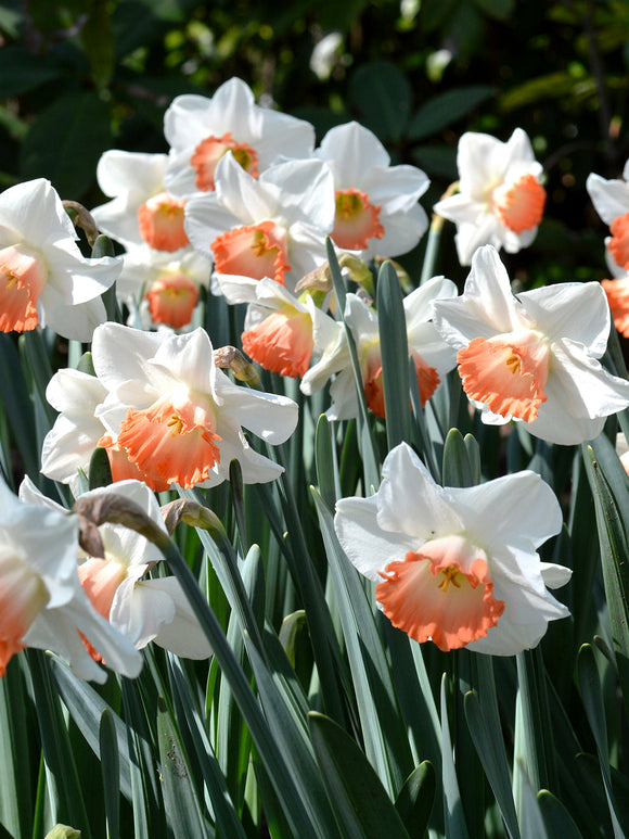 Narcissen Pink Charm