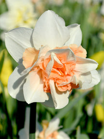 Narcis Replete