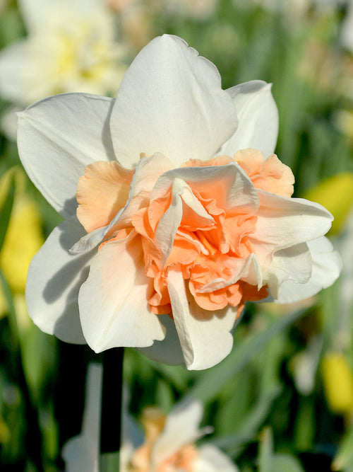 Narcis Replete