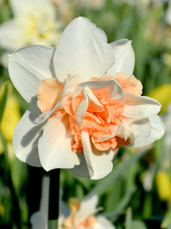 Narcis Replete