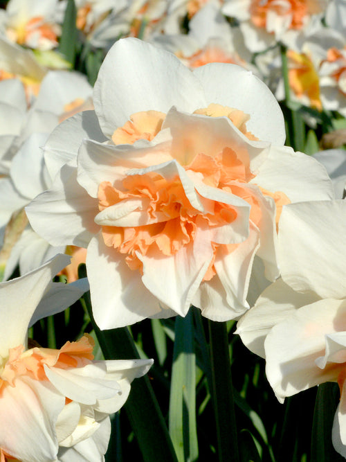 Narcis Replete