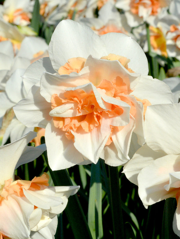 Narcis Replete