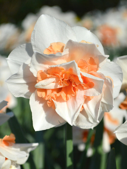 Narcissus Bol Replete