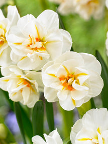 Narcis Sir Winston Churchill