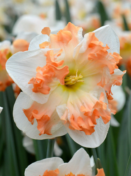 Narcissen Sunny Girlfriend