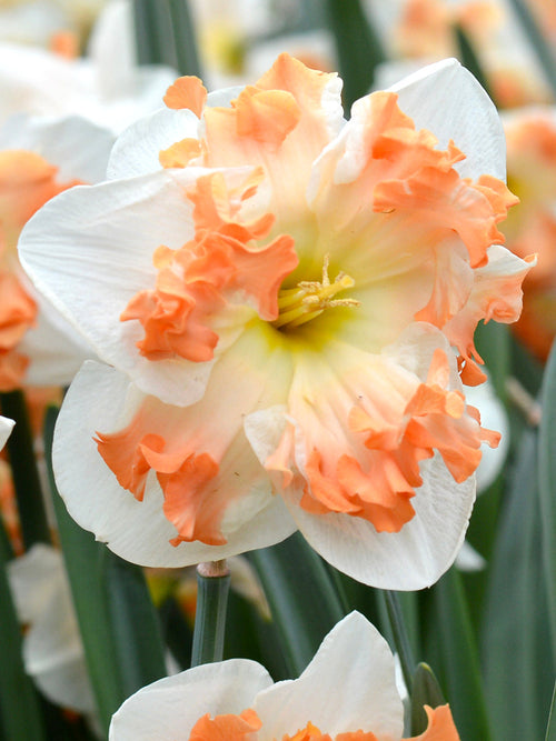 Narcissus Bol Sunny Girlfriend