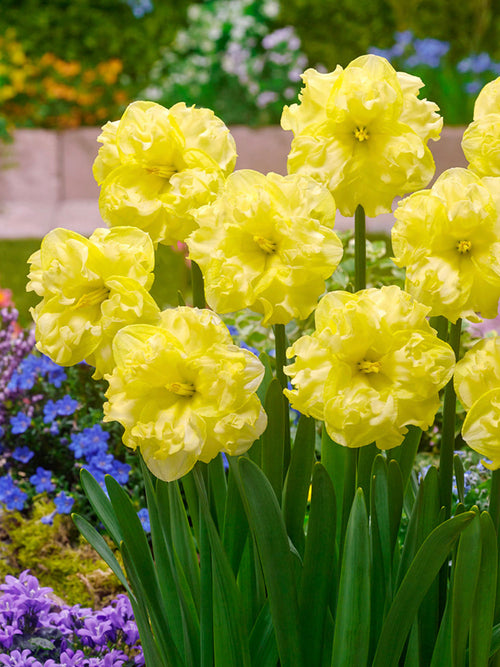 Narcis Sunny Side Up