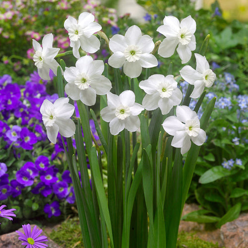 Kopen Narcis Xit bloembollen 