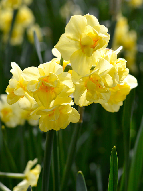Narcis Yellow Cheerfulness