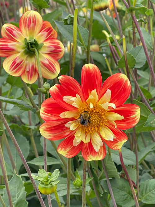 Dahlia Pooh Swan Island knollen kopen