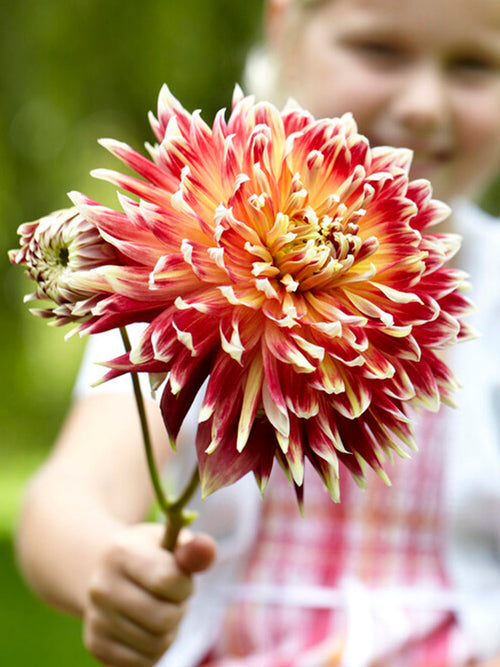 Dahlia Akita bollen en knollen kopen