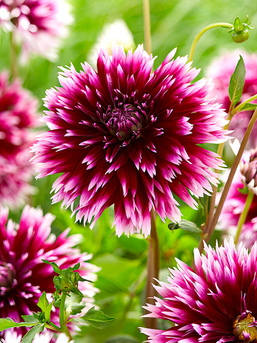 Dahlia Alauna Clair-Obscur