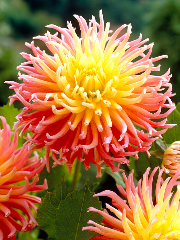 Dahlia's Alfred Grille bestellen
