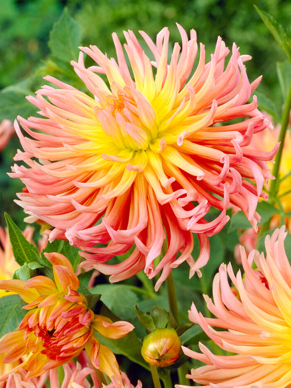 Dahlia Alfred Grille - dahliaknollen