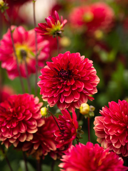Dahlia Antibes dahliaknollen kopen