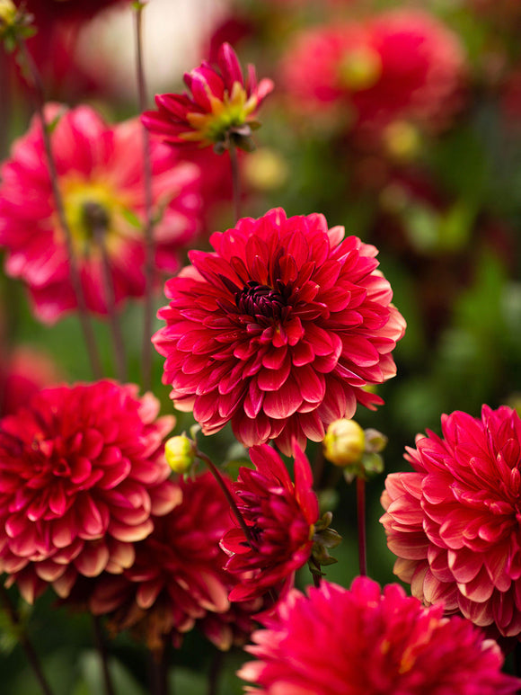 Dahlia Antibes dahliaknollen kopen